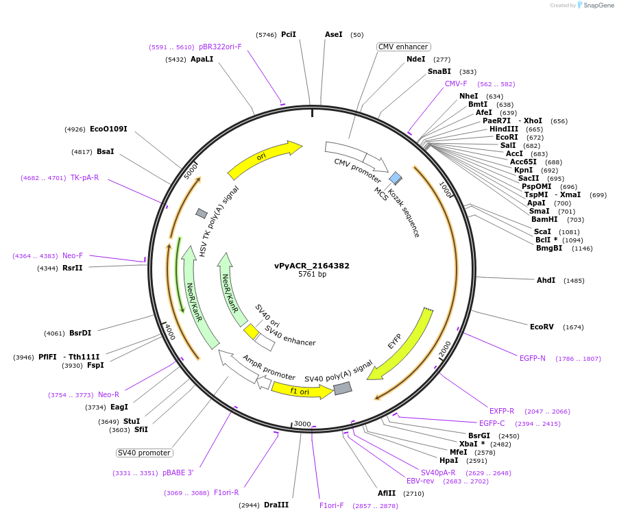 153029-plasmid-map-sequence-id-300511