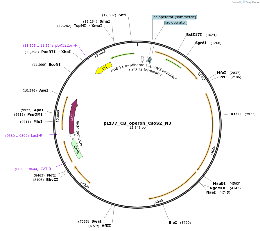 140859-plasmid-map-sequence-id-300514