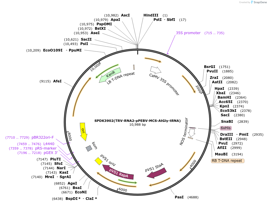 149278-plasmid-map-sequence-id-300518