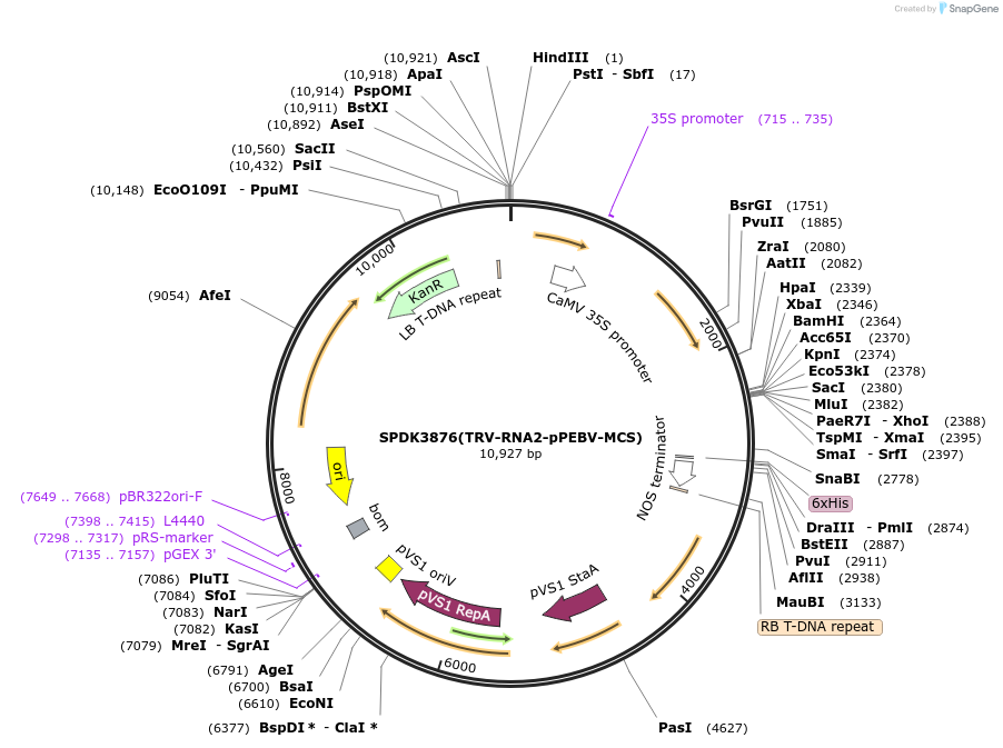 149275-plasmid-map-sequence-id-300521