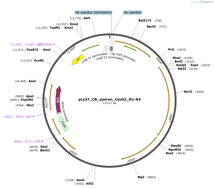 140856-plasmid-map-sequence-id-300524