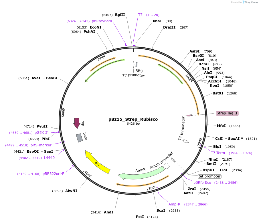140839-plasmid-map-sequence-id-300546
