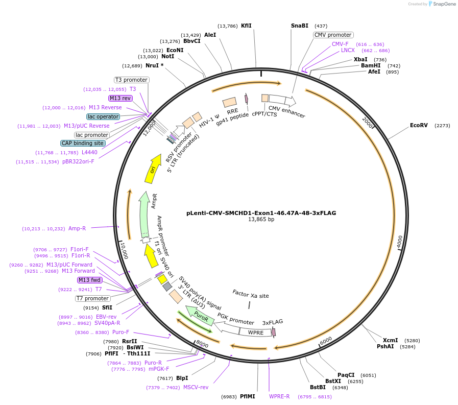 130677-plasmid-map-sequence-id-300565