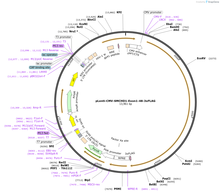 130675-plasmid-map-sequence-id-300575
