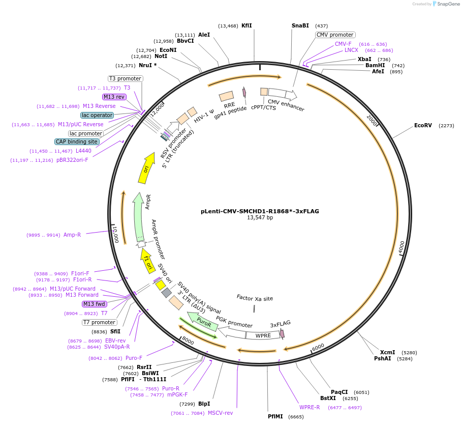 130679-plasmid-map-sequence-id-300579