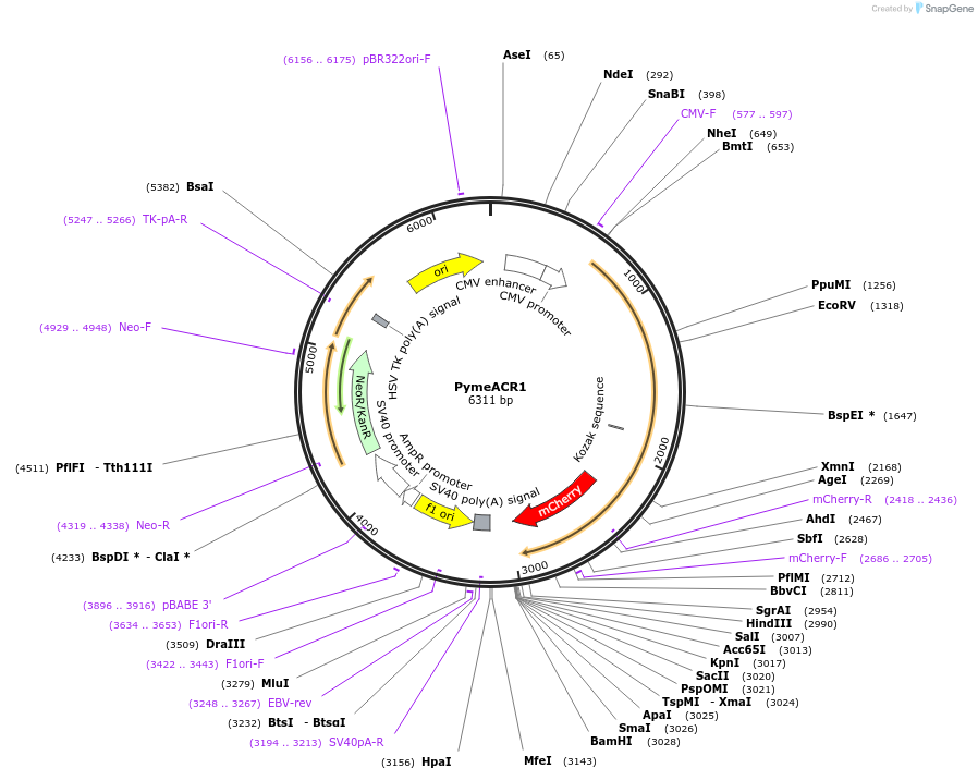 153031-plasmid-map-sequence-id-300580