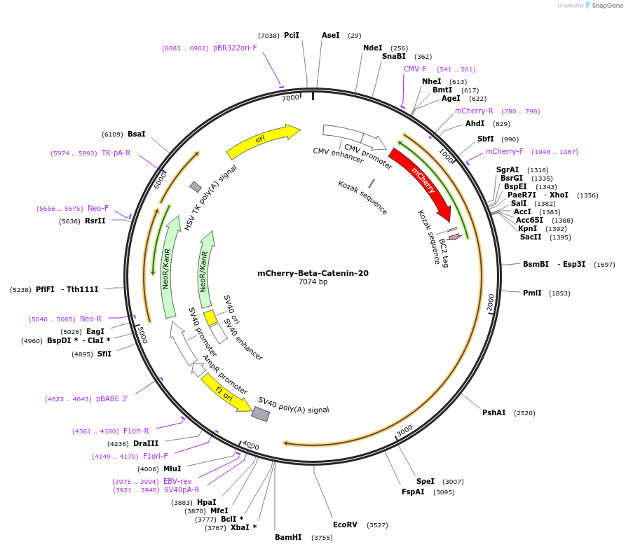 55001-plasmid-map-sequence-id-300582