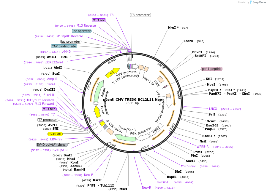 140747-plasmid-map-sequence-id-300583