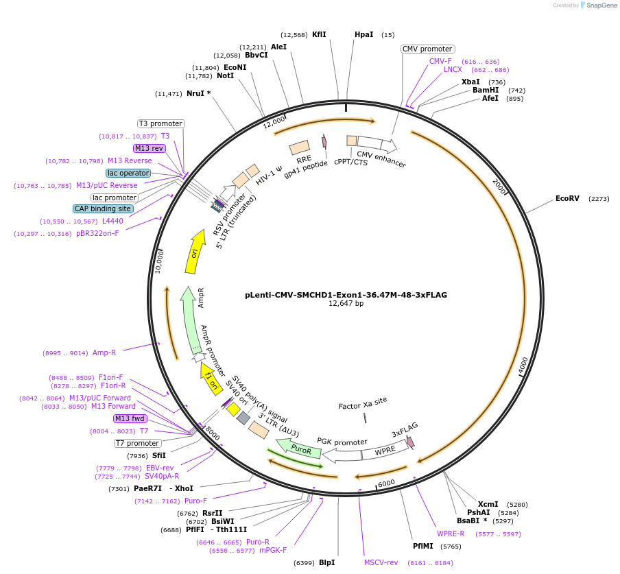 130680-plasmid-map-sequence-id-300588