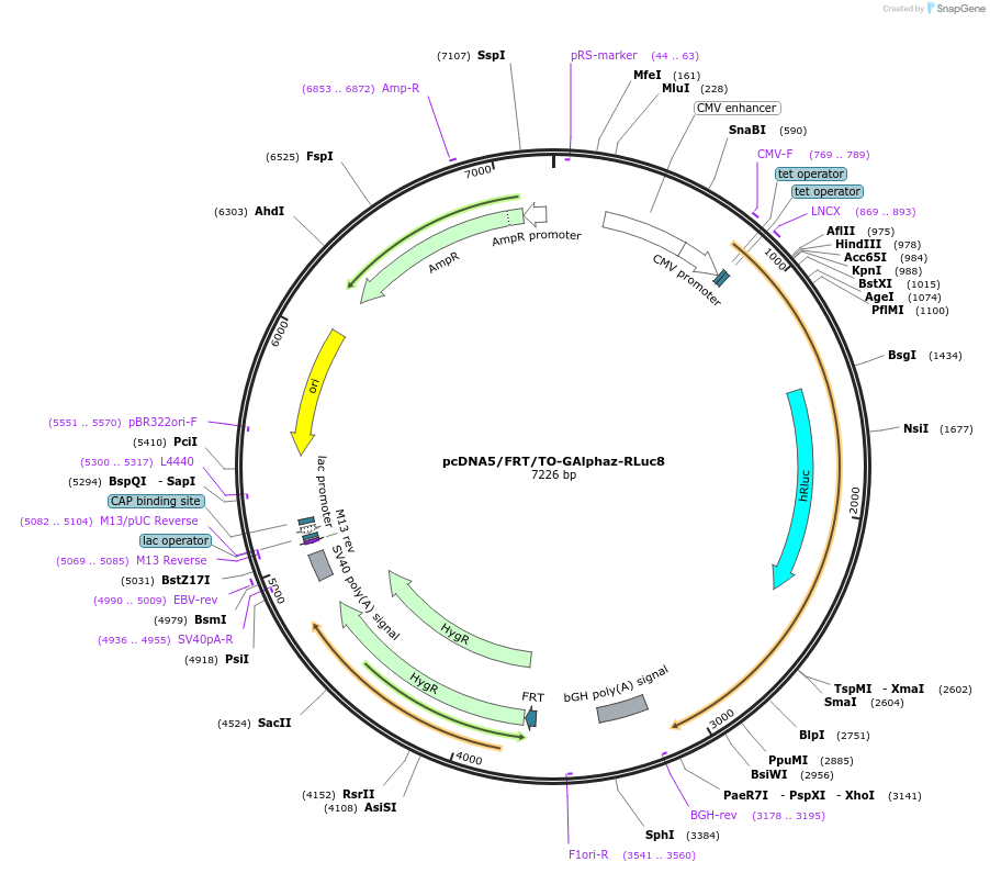 140978-plasmid-map-sequence-id-300661