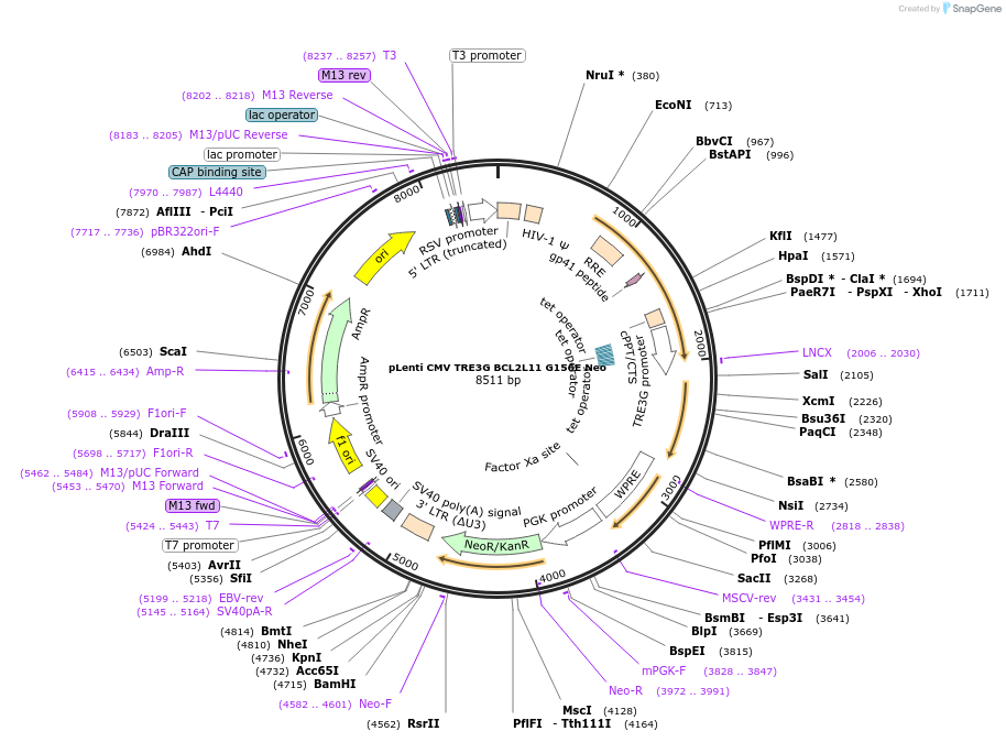 140748-plasmid-map-sequence-id-300677