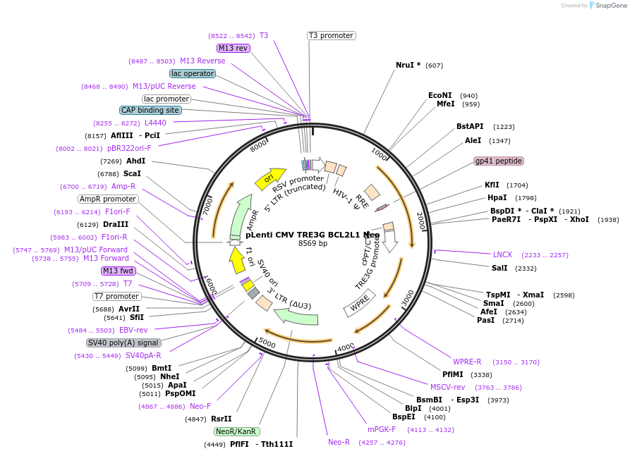 140749-plasmid-map-sequence-id-300678