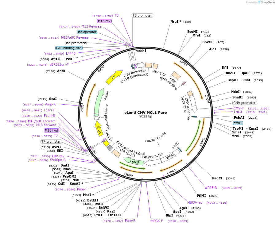 140746-plasmid-map-sequence-id-300679