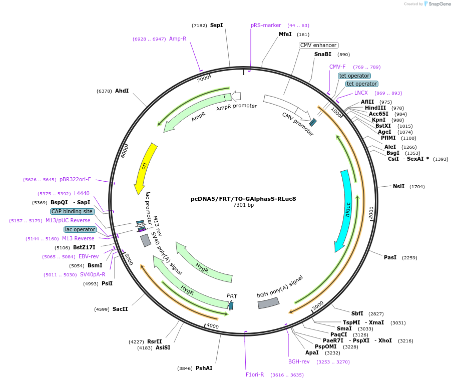 140980-plasmid-map-sequence-id-300680