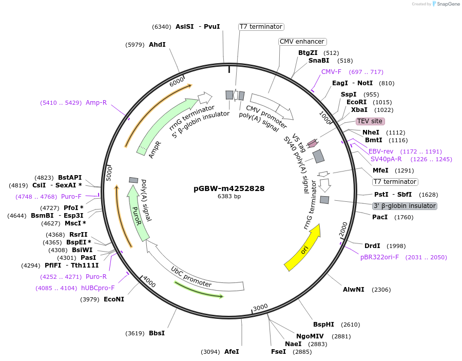 153693-plasmid-map-sequence-id-300698