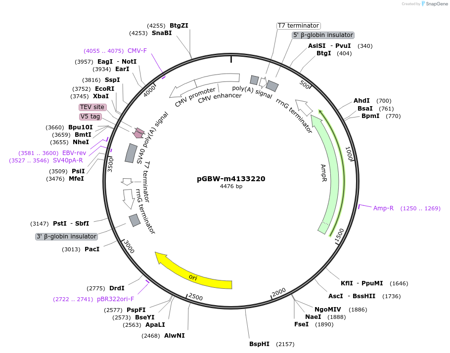 153728-plasmid-map-sequence-id-300728