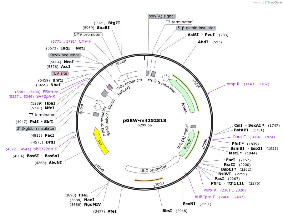 153746-plasmid-map-sequence-id-300761