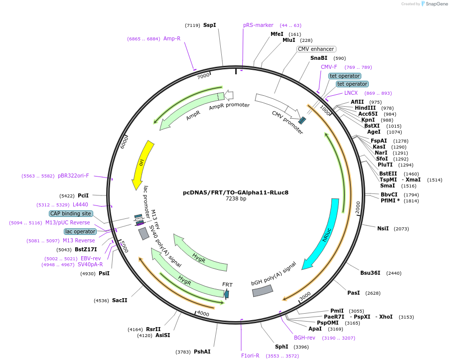 140983-plasmid-map-sequence-id-300767