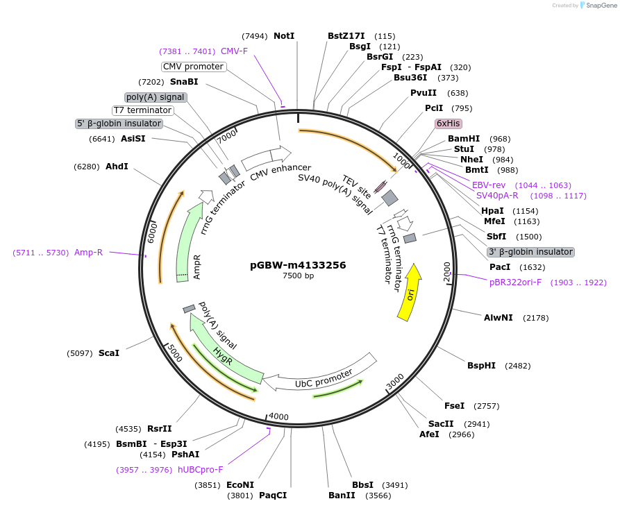 152133-plasmid-map-sequence-id-300772