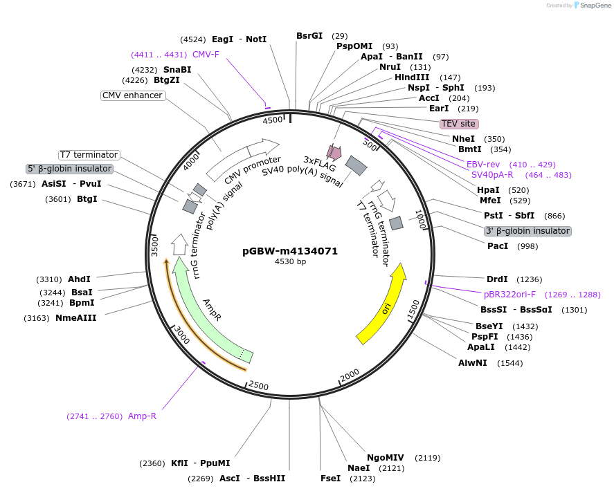 152106-plasmid-map-sequence-id-300777