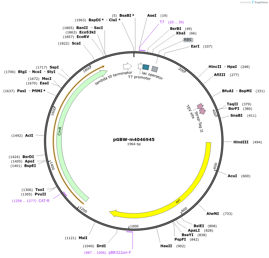 145668-plasmid-map-sequence-id-300780