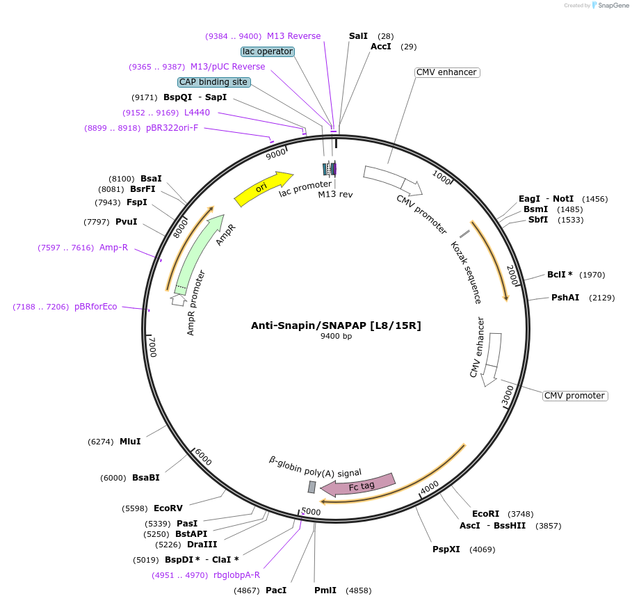 140071-plasmid-map-sequence-id-300784