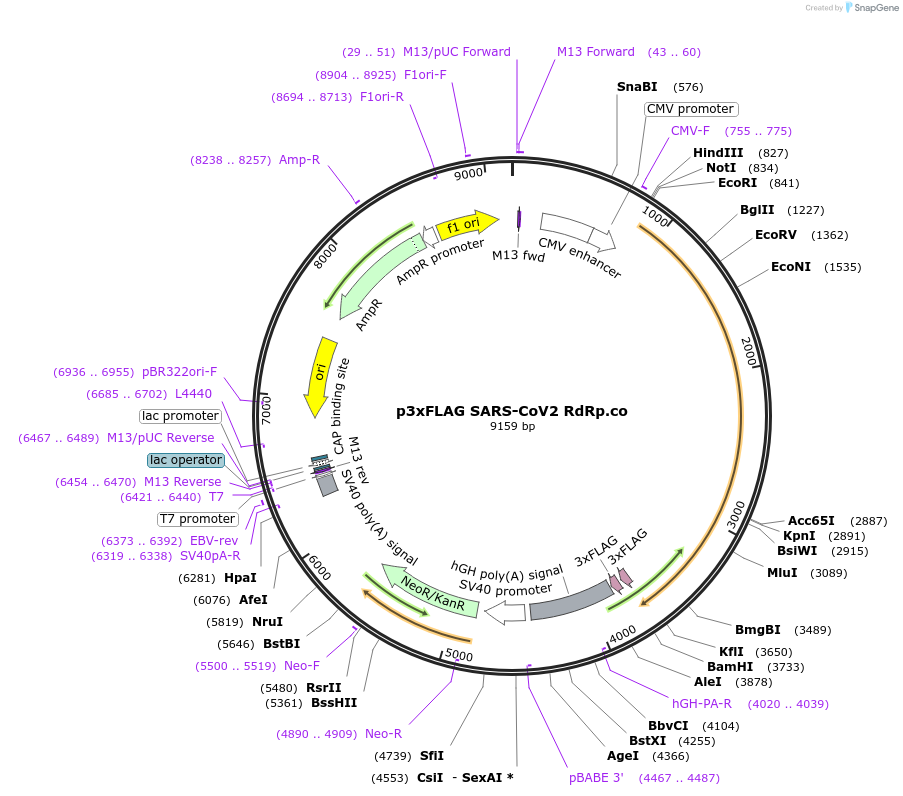 154008-plasmid-map-sequence-id-300786