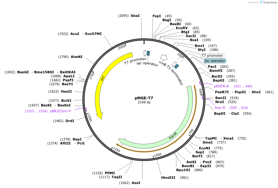 153021-plasmid-map-sequence-id-300787