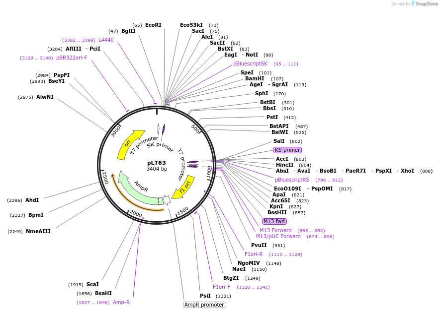 1691-plasmid-map-sequence-id-301