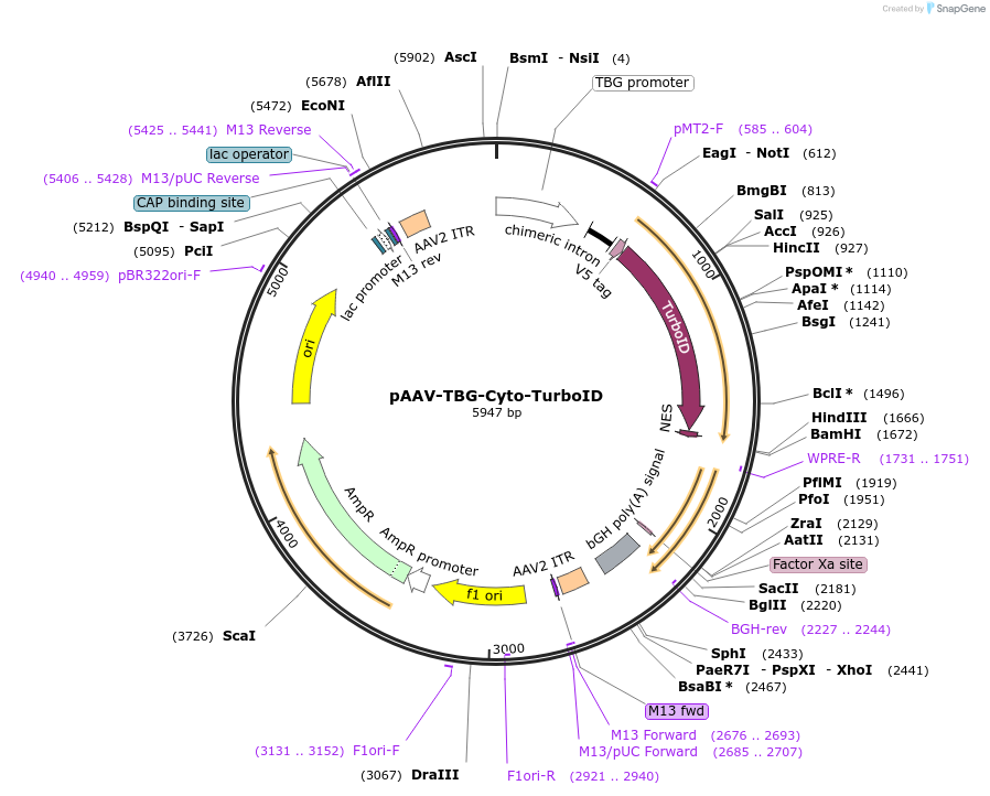 149414-plasmid-map-sequence-id-301563