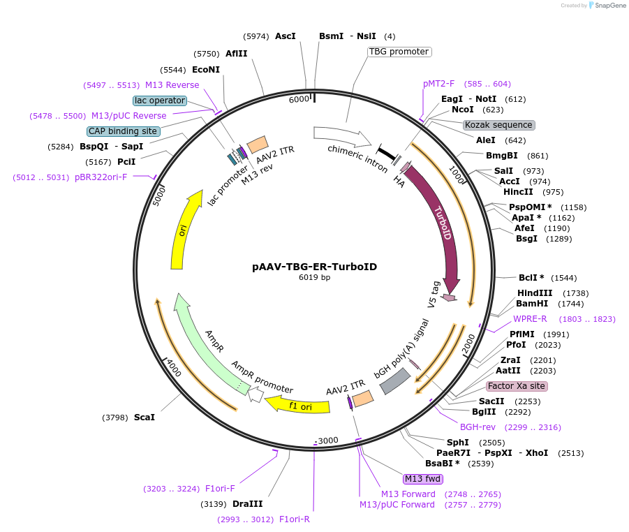 149415-plasmid-map-sequence-id-301565