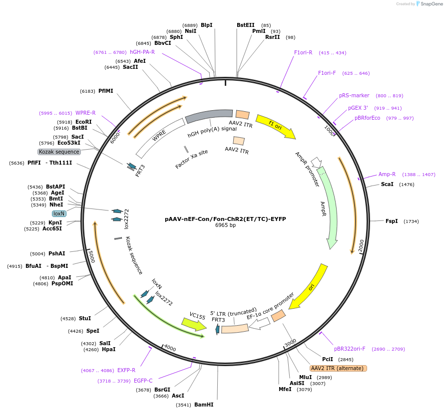 137139-plasmid-map-sequence-id-301583