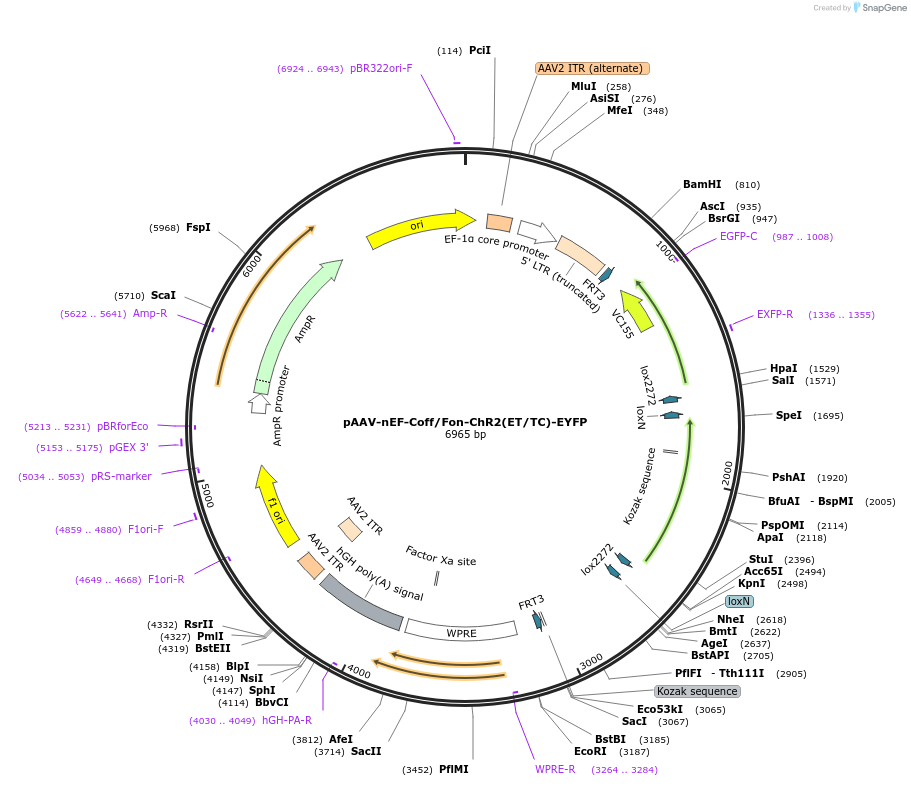 137141-plasmid-map-sequence-id-301584
