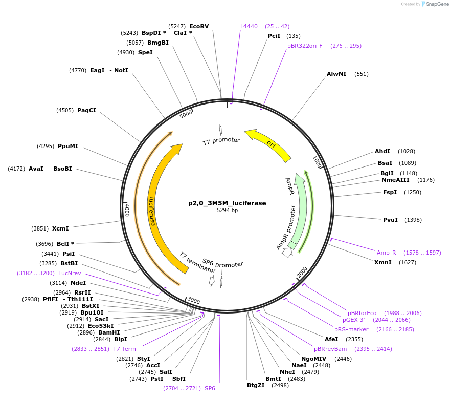 135475-plasmid-map-sequence-id-301586