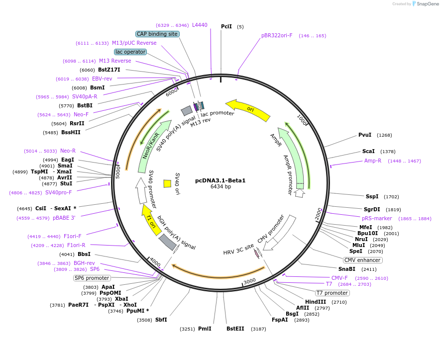 140987-plasmid-map-sequence-id-301588