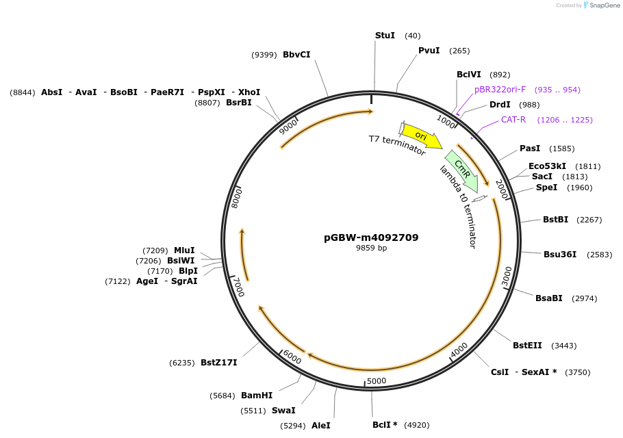 153859-plasmid-map-sequence-id-301594