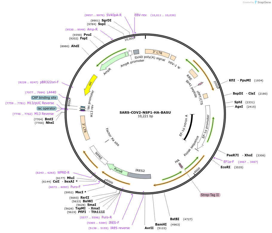 154071-plasmid-map-sequence-id-301613