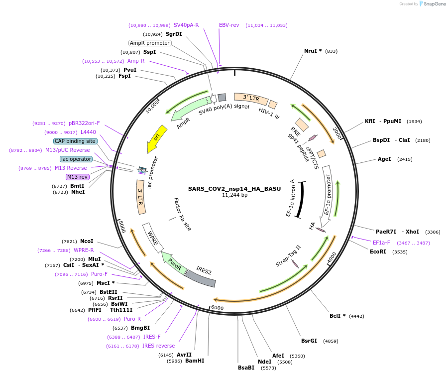 153993-plasmid-map-sequence-id-301623