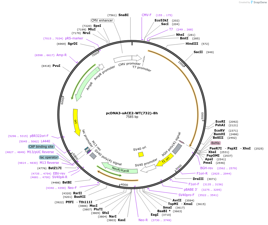 154101-plasmid-map-sequence-id-301644