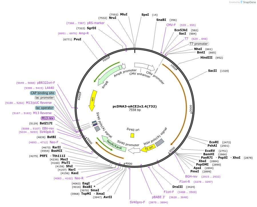 154100-plasmid-map-sequence-id-301647