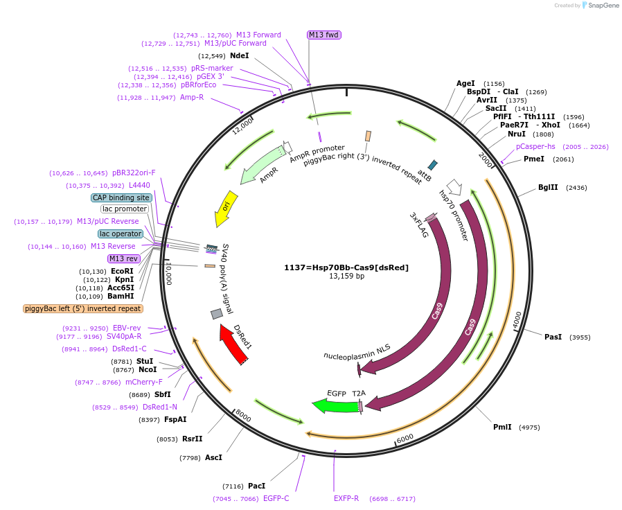 149424-plasmid-map-sequence-id-301650