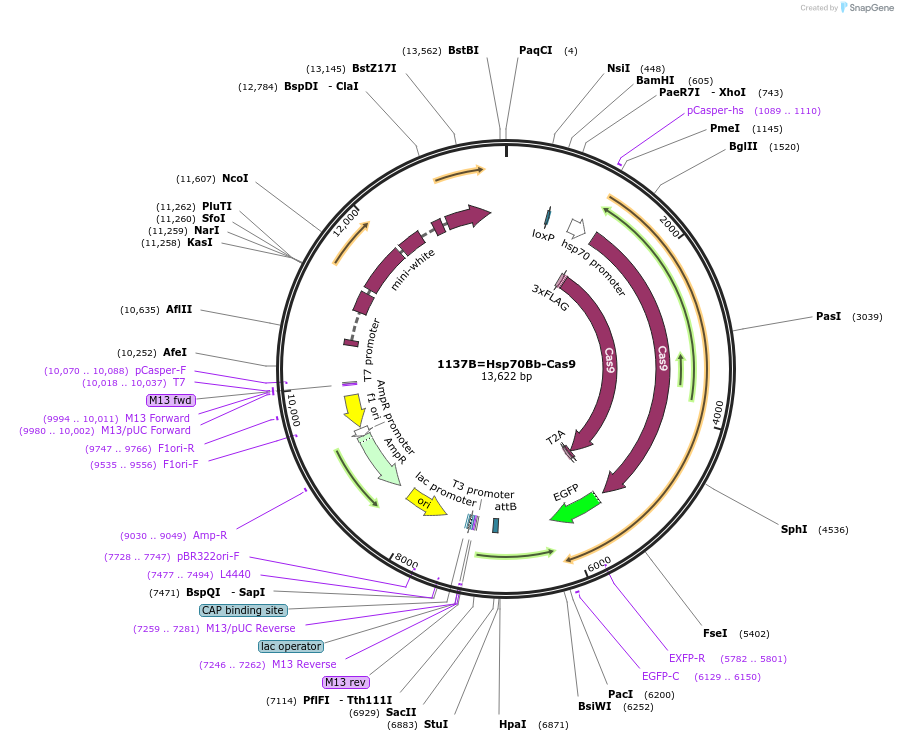 153284-plasmid-map-sequence-id-301651