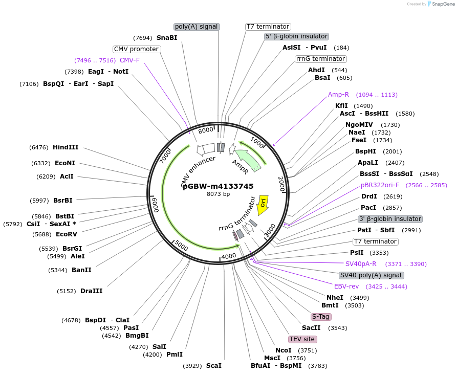 153761-plasmid-map-sequence-id-301657