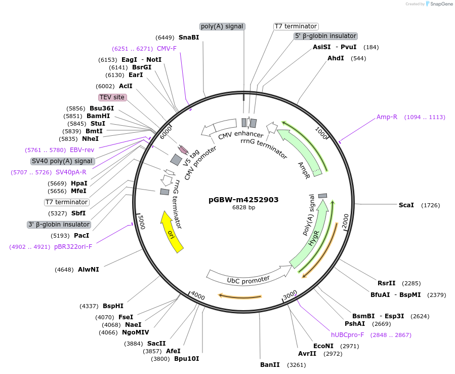 153778-plasmid-map-sequence-id-301673