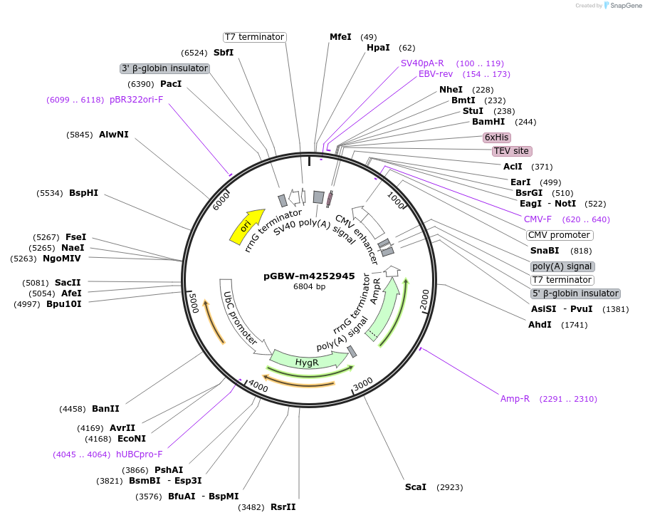 153788-plasmid-map-sequence-id-301680