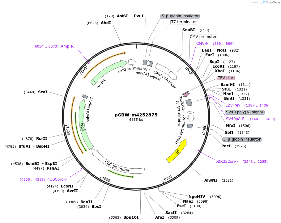 153789-plasmid-map-sequence-id-301681