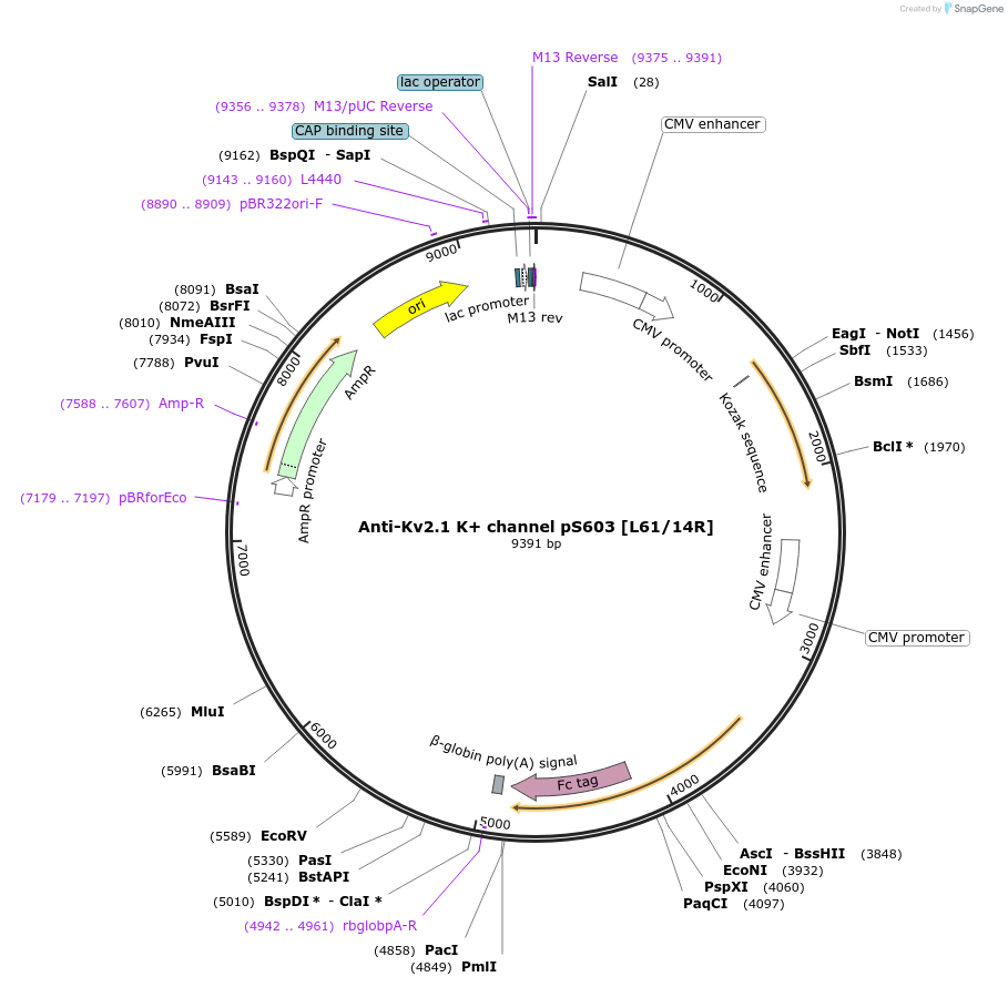 140063-plasmid-map-sequence-id-301687