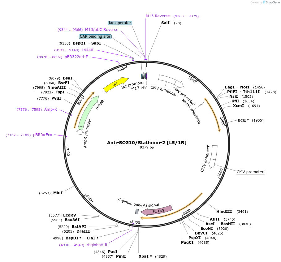 140065-plasmid-map-sequence-id-301688