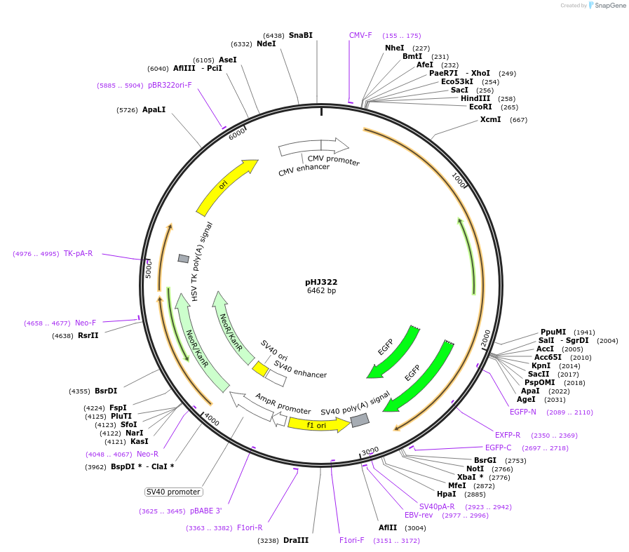 20677-plasmid-map-sequence-id-301926