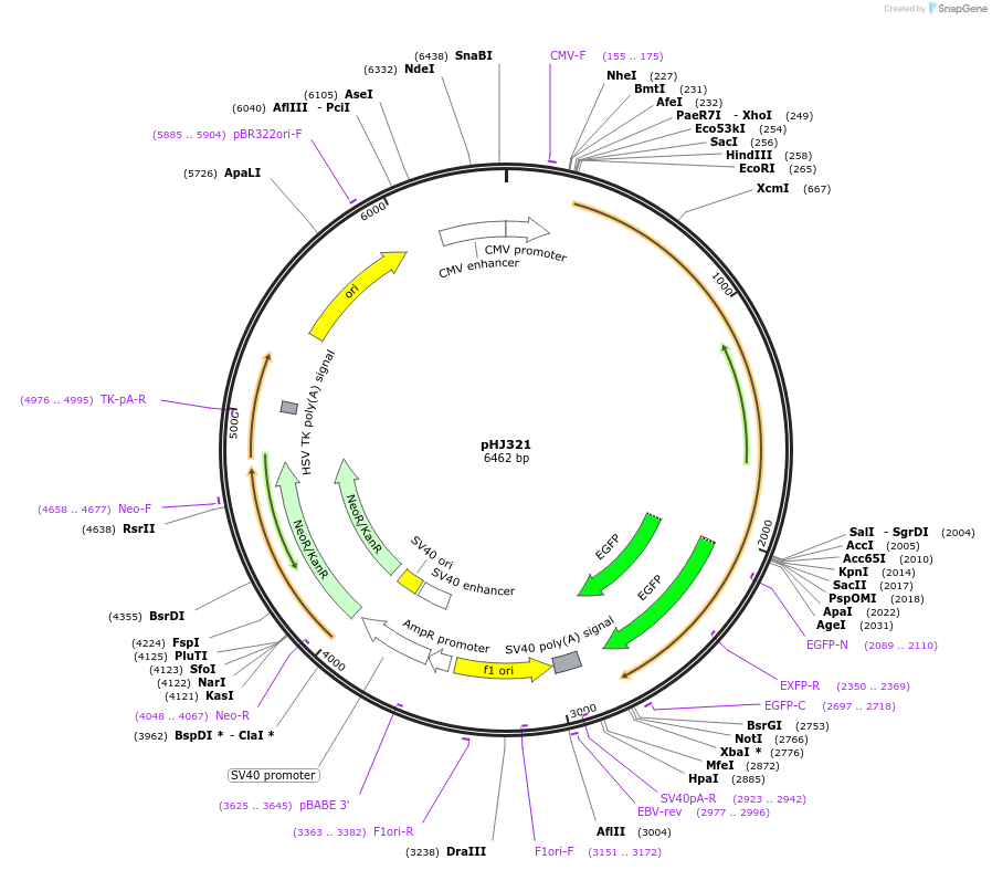 20676-plasmid-map-sequence-id-301928
